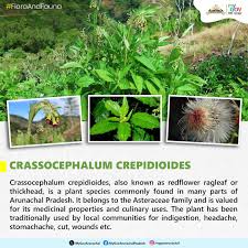 Image result for Crassocephalum montuosum