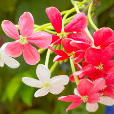 Image result for Combretum indicum