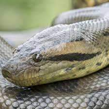Maybe you would like to learn more about one of these? Ular Anaconda Terbesar Di Dunia