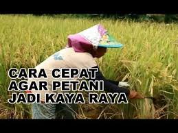 Tanaman lidah mertua (sansevieria) tanaman lidah mertua, sansevieria tombak afrika atau bulu india adalah tanaman yang memiliki daya tahan kuat. Video Petani Bisa Cepat Kaya Kalau Ikuti Cara Cara Seperti Ini Mugi Sudjana Anak Polisi Kreatif Intronews