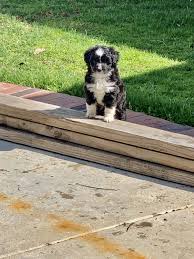 Foxy F1 In 2020 Puppies Aussiedoodle Cheap Puppies