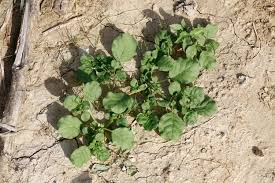 Image result for Trianthema parvifolia