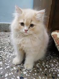 Get a ragdoll, bengal, siamese and more on kijiji, canada's #1 local classifieds. Mummycat Mummy Cat India Profile Pinterest