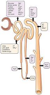 Pin By Liz Albulov On Medicine Medical Laboratory Science Medical School Studying Medical Studies