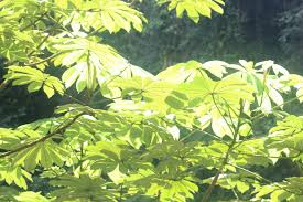 Image result for Musanga