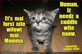 Kitteh Needs A Cuddle Silly Cats Pictures Funny Cat Memes Silly Cats
