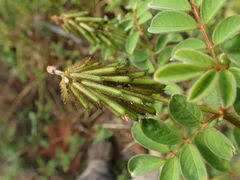 Image result for Indigofera hirsuta