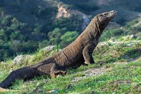 8 Fakta Komodo, Spesies Kadal Terbesar di Bumi yang Terancam Punah Halaman  all - Kompas.com