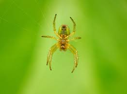 Kill them with essential oils. Spiders How To Get Rid Of Spiders Raid Bug Basics