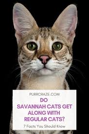 Only the f1, f2's are big cats the rest are average sized cats. Do Savannah Cats Get Along With Regular Cats Purr Craze