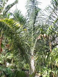 Image result for Disa robusta