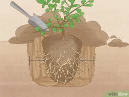 See full list on wikihow.com 3 Ways To Plant Boxwood Wikihow