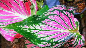 38 jenis bunga, foto, makna dan artinya lengkap! 17 Tanaman Hias Daun Cantik Unik Menarik Untuk Hiasan Rumah Anda