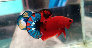 Beautiful Plakat Hellboy Star Tail Betta Fish In 2020 Betta Fish Types Betta Fish Betta