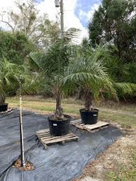 If you can combine the two, and you find a good. Best Palm Tree Nursery In Orlando Area Discussing Palm Trees Worldwide Palmtalk