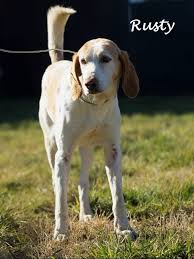 Visit your local nashua petsmart store for essential pet supplies like food, treats and more from top brands. Dog For Adoption Rusty Sr A Hound Beagle Mix In Nashua Nh Petfinder