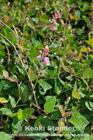Image result for Desmodium intortum