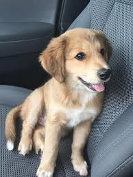 They were born on april 2,2021, and are ready to go on may 28. A Quick Introduction To The German Shepherd Golden Retriever Mix Official Golden Retriever