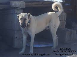 Satilik Yetiskin Kangal