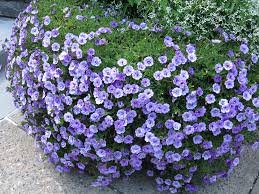 Image result for foto Million Bells