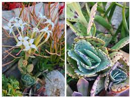 Image result for Kalanchoe marmorata