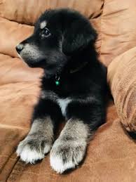 Each pup will come with their first set of vaccinations, a vet check, dewormed, and a collar. Goberian Puppy For Sale In Morgantown In Adn 61708 On Puppyfinder Com Gender Male Age 6 Weeks Old Goberian Puppy Puppies Cute Little Puppies