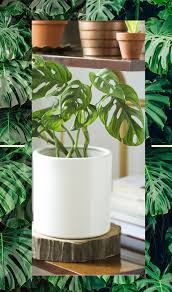 Monstera Adansonii Care In 2020 Vine House Plants Plants House Plant Care