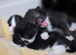 Cute New Born Kittens Piling Up On Each Other Cute Little Animals Kittens Cutest Newborn Animals
