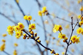 multipagesecgalleria id=2441″ fiori invernali da esterno: 10 Fiori Da Balcone Invernali
