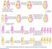 Image result