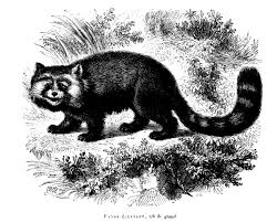 This forms the panda's back leg. Scientific Illustrations The Art Of Drawing A Red Panda Red Pandazine