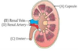 The kidney has multiple mechanisms to regulate its own blood flow. Copy The Picture A Label The Parts A B And C B Note Down The Functions Of B C And D