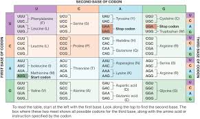 Check spelling or type a new query. Central Dogma Of Biology Course Hero