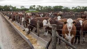 Ver más ideas sobre corral, ganadería, ganado estabulado. 9 Instalaciones Que Deben Estar En Corrales Para Ganado Vacuno