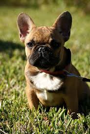 Black And Brown French Bulldog For Sale Versal Red Fawn Mini French Bulldog Sold Bulldogs French Bulldog Bulldog Fawn French Bulldog