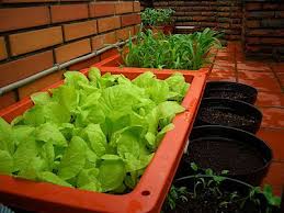 菜園 小白菜的種法 黃金yoyo 痞客邦 vegetables plants lettuce