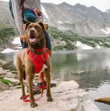 Do you have a hard time putting the harness on your dog? 11 Best Dog Harnesses For Every Type Of Dog 2020 The Strategist