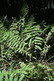 Image result for Christella dentata