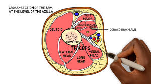 Chapter 15 • neuro anatomy chapter 16 • thoracic anatomy chapter 17 • abdominopelvic anatomy chapter 18 • musculoskeletal anatomy. Basic Sciences Cross Sectional Anatomy Arm Axilla Level Youtube