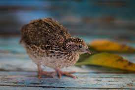 Image result for quail