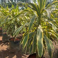Image result for Dracaena fragrans