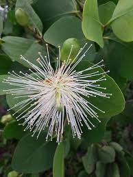 Image result for Sonneratia alba