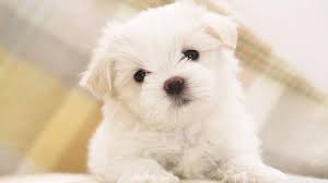 See more ideas about dogs, white dogs, puppies. Fluffy Dogs Wallpapers Wallpaper Cave