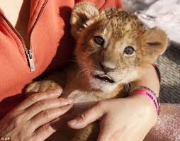 Grand canyon west rim bus tour & hoover dam photo stop with optional skywalk. Las Vegas Lion Get A New Day Job Giving Hugs For 20 A Time Daily Mail Online