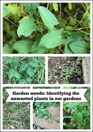 Plantsnap now teaches you how to grow and care for your plants. Garden Weeds Identifying The Unwanted Plants In Our Gardens