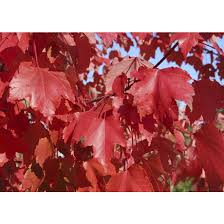 In the spring, red flowers in dense clusters form before the leaves. Green Plus Autumn Blaze Maple Tree 5 Gal Orange Red Foliage 387971 Rona