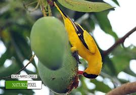Bird Ecology Study Group Black Naped Oriole Eating Mango Most Beautiful Birds Animals Beautiful Orioles