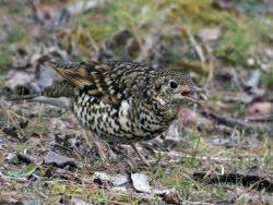 Image result for トラツグミ