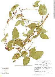 Image result for Desmodium intortum