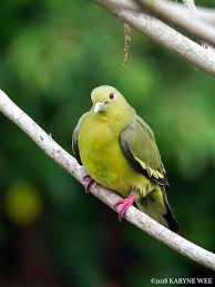Exotic Birds Philippines Ø§Ù„Ù…Ù†Ø´ÙˆØ±Ø§Øª ÙÙŠØ³Ø¨ÙˆÙƒ